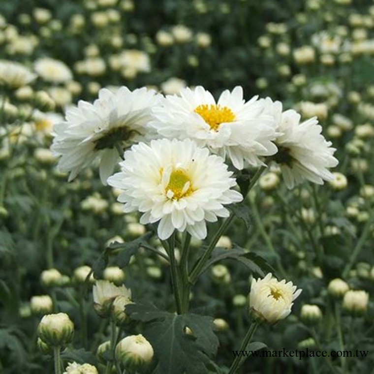 杭白菊精油 廠價直銷 高純精油 香薰/芳療/瘦身 支持批發/零售工廠,批發,進口,代購