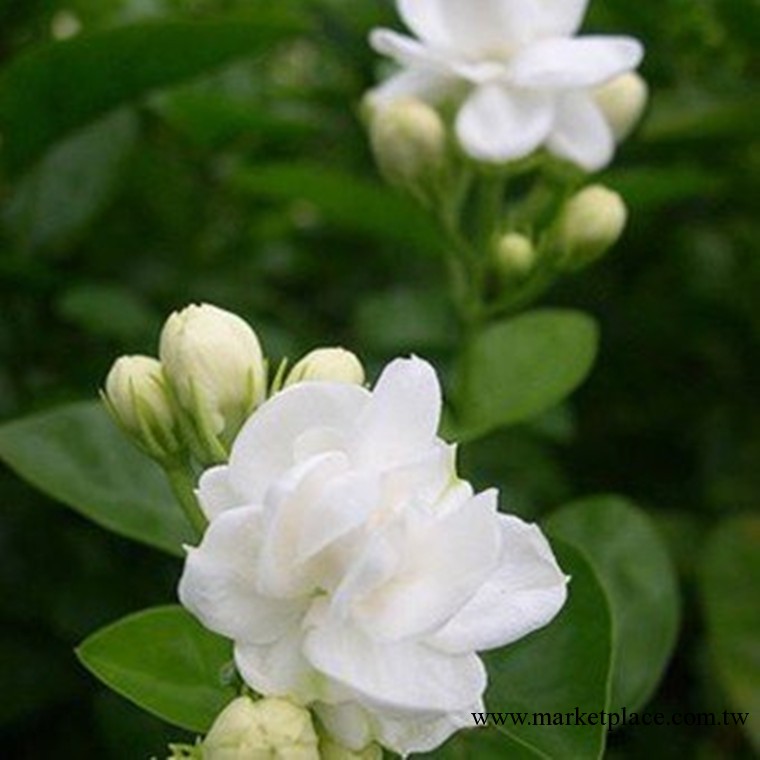 乳香精油  供應高純精油 香薰/芳療/瘦身 支持批發/零售批發・進口・工廠・代買・代購