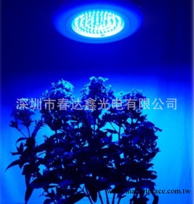 深圳led廠傢特供植物生長燈用3W藍光440-450nm大功率led燈珠工廠,批發,進口,代購