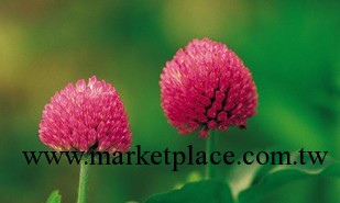 廠傢直銷低價供應優質 紅車軸提取物Red Clover Extract批發・進口・工廠・代買・代購