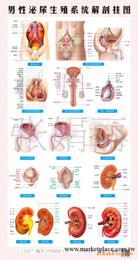 泌尿解剖、前列腺解剖、腎臟解剖、尿道男性泌尿生殖系統解剖掛圖工廠,批發,進口,代購