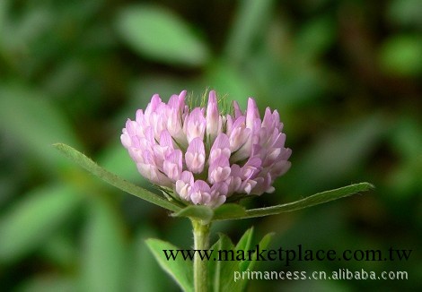 供應：紅車軸提取物(Red Clover)(圖)工廠,批發,進口,代購