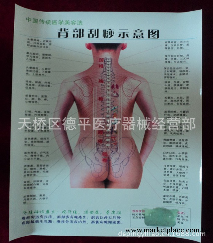 【專業提供】詳細 清晰  背部刮痧示意圖工廠,批發,進口,代購