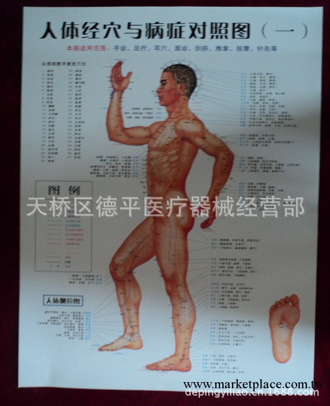 【供應熱銷】 人體經穴與病癥對照圖 人體側位圖工廠,批發,進口,代購