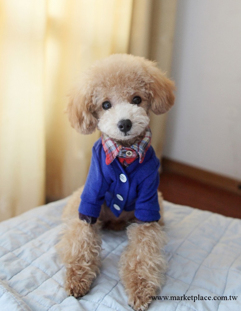 狗衣服 寵物衣服 寵物服裝 polo開衫 清新多色 6色可選工廠,批發,進口,代購