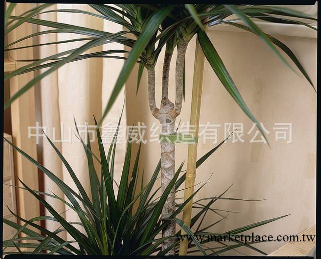 供應植物整形專用魔術貼 背靠背魔術貼束帶批發・進口・工廠・代買・代購