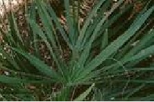 鋸葉棕提取物 Saw Palmetto Extract批發・進口・工廠・代買・代購