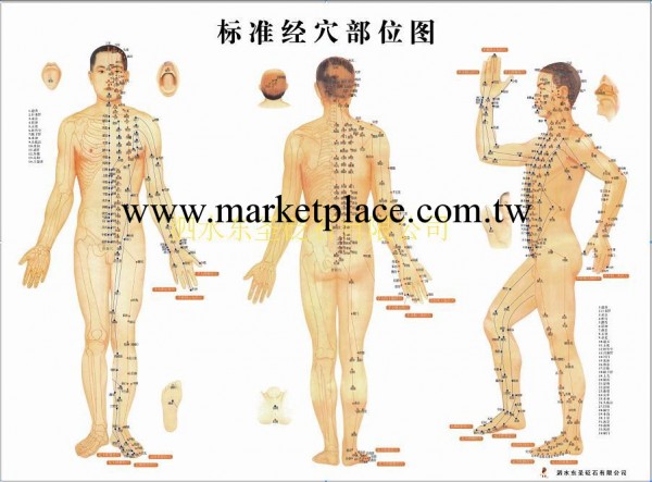東聖砭石 砭石刮痧必備人體經絡圖掛圖 穴位圖 刮痧圖 經絡大圖工廠,批發,進口,代購