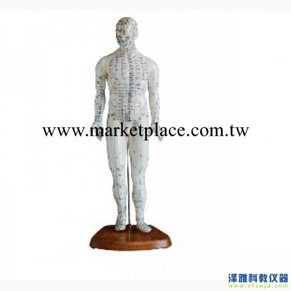 26cm針灸模型,中醫針灸模型工廠,批發,進口,代購