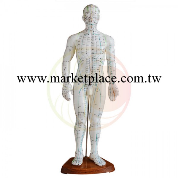 人體針灸模型/經絡模型 人體穴位模型 中文男 50cm高 現貨工廠,批發,進口,代購