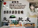 供應電子禮品眼護士/迷你音響工廠,批發,進口,代購