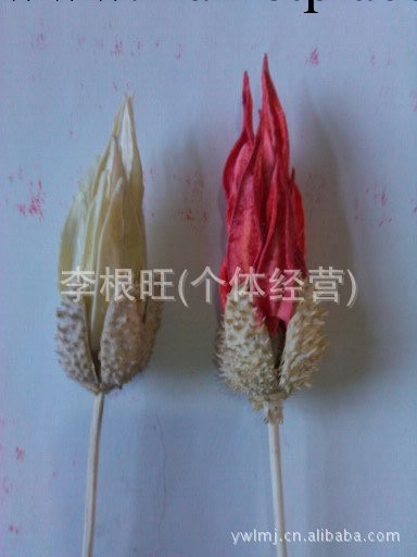 植物仿真花批發。無毒無害，適用於無火香薰，聖誕禮品配件工廠,批發,進口,代購