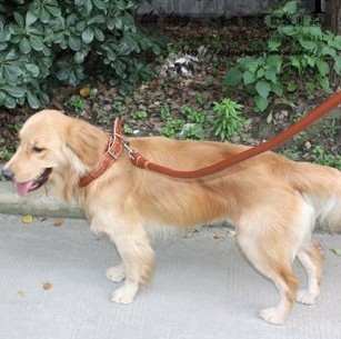 優質牛皮牽引繩 項圈+牽引帶 真皮寵物鏈 寵物用品 2cm工廠,批發,進口,代購