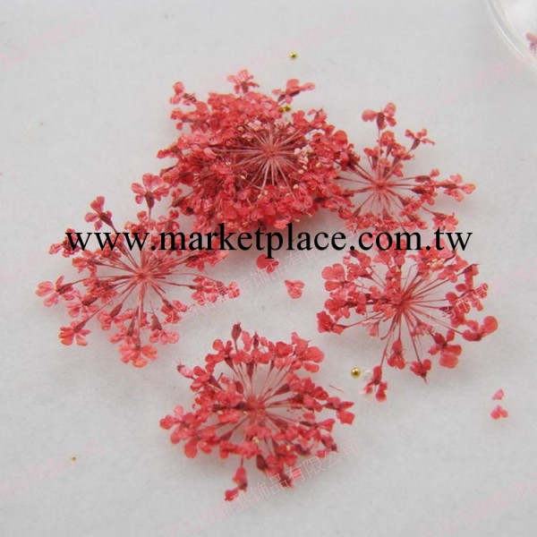 美甲產品批發 12色美甲幹花套盒 美甲飾品 美甲專用必備材料美容工廠,批發,進口,代購