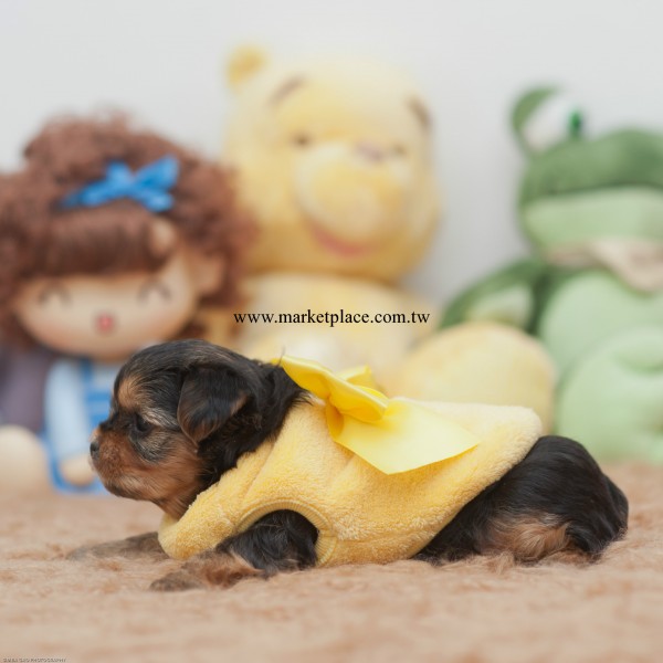幼犬茶杯犬衣服奶狗衣狗狗秋冬珊瑚絨棉衣寵物狗狗用品批發工廠,批發,進口,代購