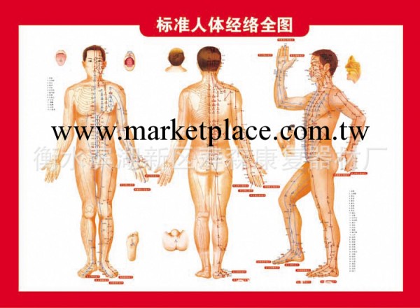 正品標準經絡穴位保健圖/廠傢批發工廠,批發,進口,代購
