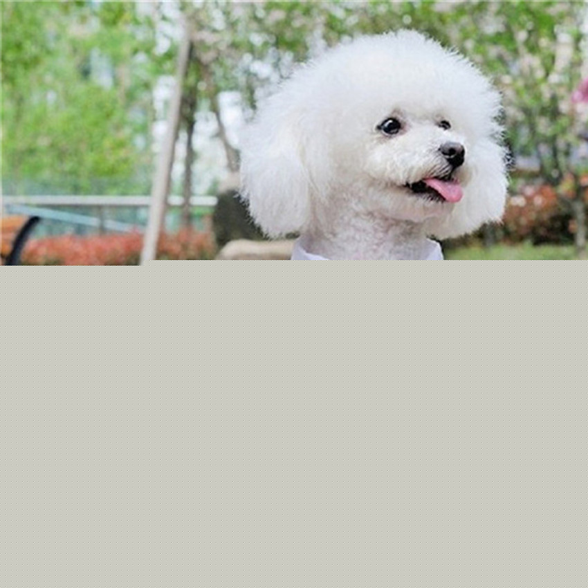 寵物服裝 支持混批 狗狗貓咪禮服  寵物西裝工廠,批發,進口,代購