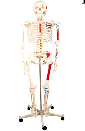 人體骨骼模型半邊肌肉著色模型上海津堰醫療設備批發・進口・工廠・代買・代購