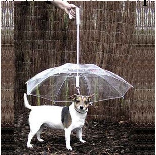 狗狗雨傘寵物雨傘 泰迪比熊小型犬小狗寵物雨衣雨披用品 帶狗鏈子工廠,批發,進口,代購