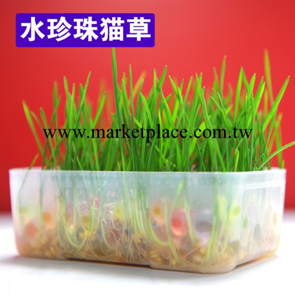mj023貓草 水晶貓草 天然化毛膏 黑麥草 水晶寶寶 寵物用品工廠,批發,進口,代購
