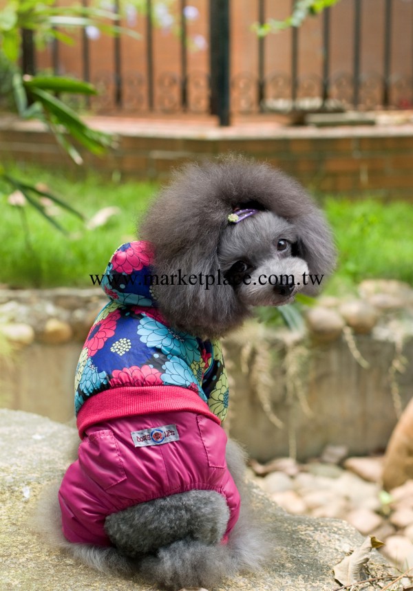 廣州德豐寵物用品 寵物服裝 寵物衣服 暗香迷蒙 狗衣服工廠,批發,進口,代購