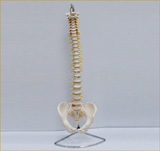 脊椎（帶骨盆）神經根模型 1:1工廠,批發,進口,代購