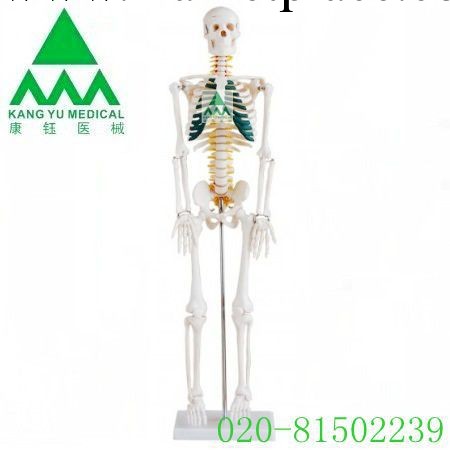 批發供應  KY/L012A人體骨骼與脊神經85厘米高工廠,批發,進口,代購