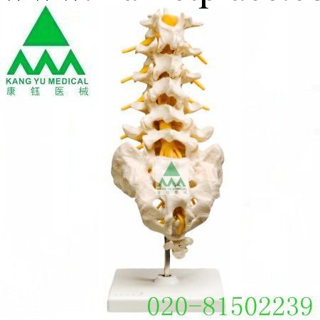 批發供應  KY/L031腰骶椎和神經模型工廠,批發,進口,代購