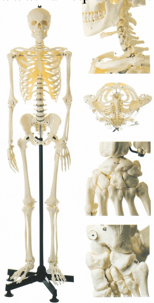 GD/A11101/3　全身骨骼85cm醫學模型批發・進口・工廠・代買・代購
