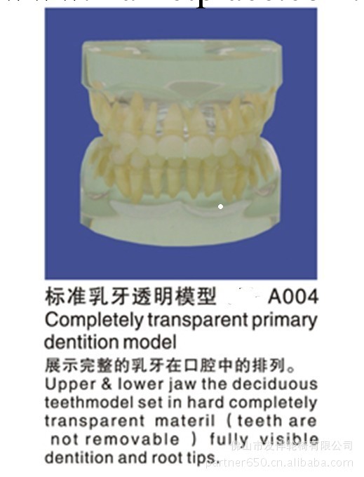 牙齒模型 標準乳牙透明模型A004工廠,批發,進口,代購
