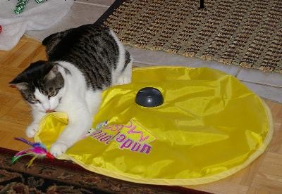 cat's meow寵物玩具 Cat Toy貓盤，外貿產品工廠,批發,進口,代購