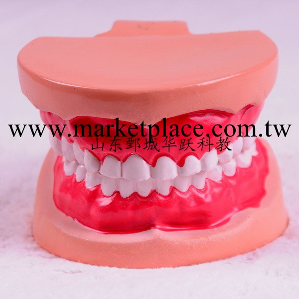 兒童牙列模型 39052 小學科學實驗器材早教教學牙齒模型教學機器工廠,批發,進口,代購