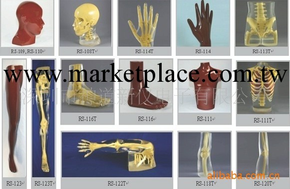 局部模體(醫學人體模體)，身體各部位模體批發・進口・工廠・代買・代購