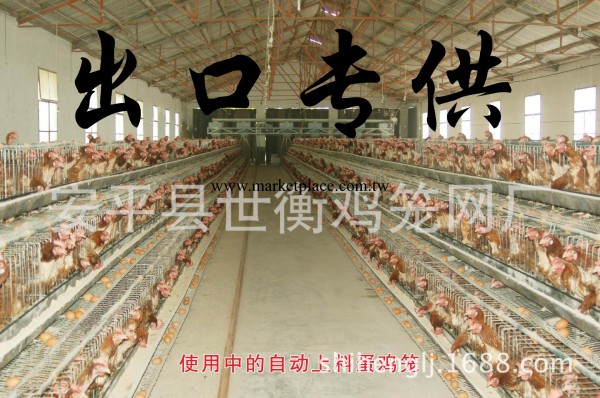 出口標準生產雞籠  4門/5門蛋雞籠 環保蛋雞籠 金屬蛋雞籠批發・進口・工廠・代買・代購