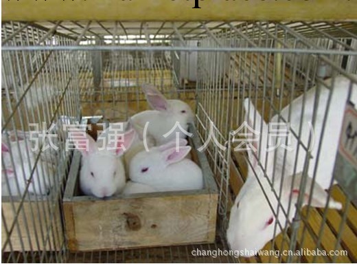 廣東聚森 廠傢直銷加厚鍍鋅三層十二窩養殖兔籠 子母兔籠 繁殖籠工廠,批發,進口,代購