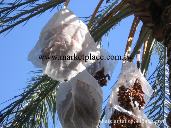 出口突尼斯椰棗袋 防蟲袋工廠,批發,進口,代購