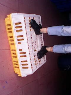 湖南省懷化市農村養殖場賣雞專用塑料運輸大雞框工廠,批發,進口,代購