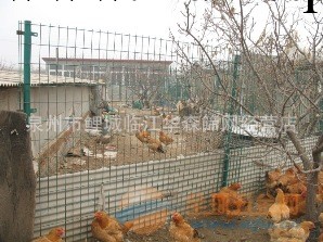 供應有品質養雞網 傢禽飼養網工廠,批發,進口,代購