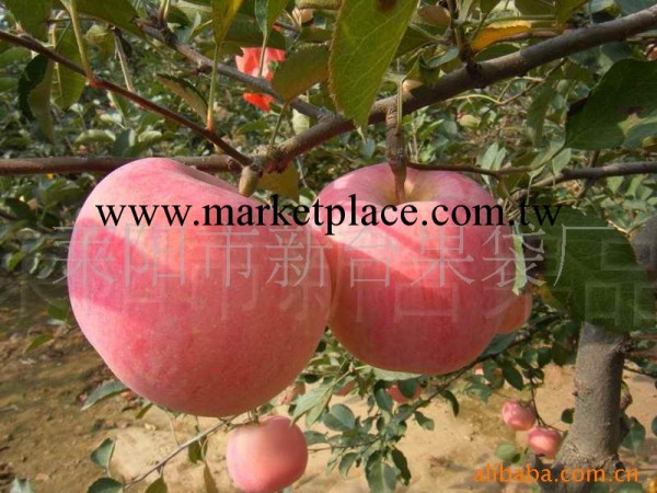 供應山東蘋果反光膜果樹柑桔超亮反光膜工廠,批發,進口,代購