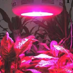 50W LED燈 植物燈 630NM可根據客戶要求訂做批發・進口・工廠・代買・代購