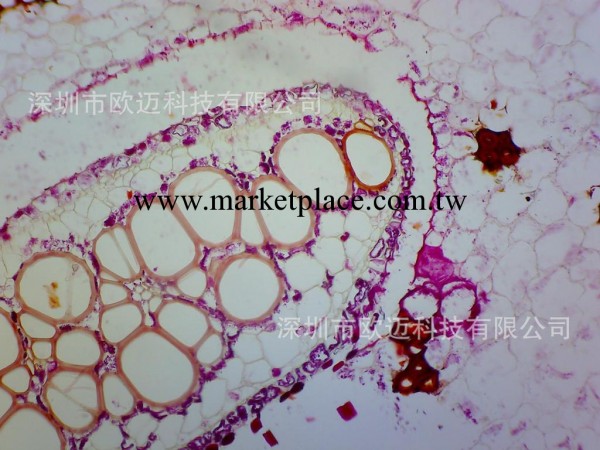 OMYJA 歐邁佳200萬像素三輸出顯微鏡相機工廠,批發,進口,代購