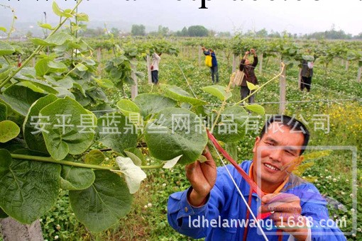 廠傢供應葡萄架、獼猴桃搭架專用鋼絲、熱鍍鋅絲永不生銹放心使用批發・進口・工廠・代買・代購