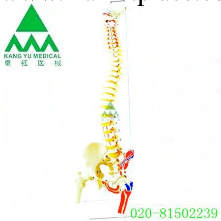 批發供應  KY/L036A彩繪枕部肌肉型脊柱與骨盆和股骨頭工廠,批發,進口,代購