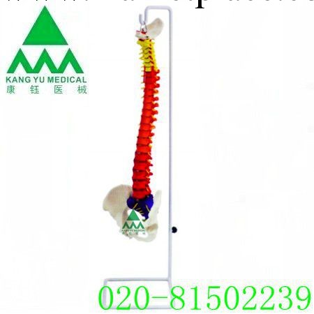 批發供應   KY/L037F彩色枕骨脊柱模型與骨盆工廠,批發,進口,代購