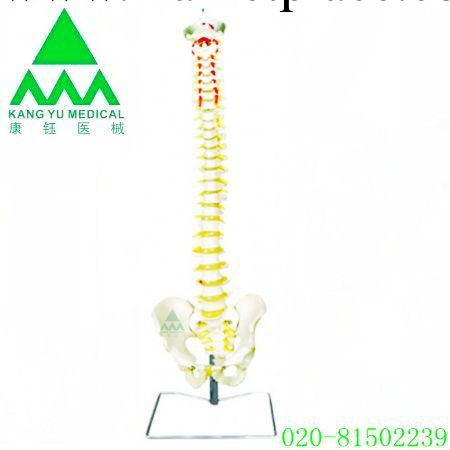 批發供應  KY/L037枕脊柱模型與骨盆工廠,批發,進口,代購