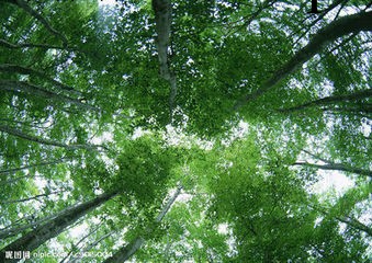 深圳雲杉|冷杉進口報關註意事項工廠,批發,進口,代購