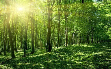 外國出口雲杉|冷杉怎麼進口|我國進口雲杉|冷杉銷量如何工廠,批發,進口,代購