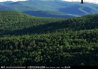 雲杉|冷杉進口清關公司工廠,批發,進口,代購