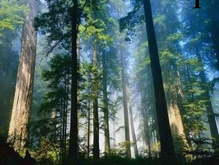 雲杉|冷杉進口流程|企業備案|進口海運|預包裝工廠,批發,進口,代購