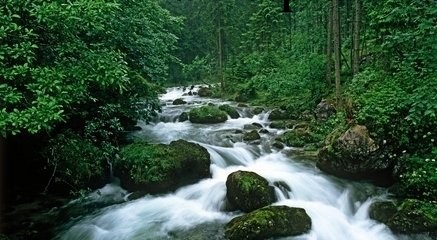 我國進口的雲杉|冷杉主要來自哪些國傢工廠,批發,進口,代購